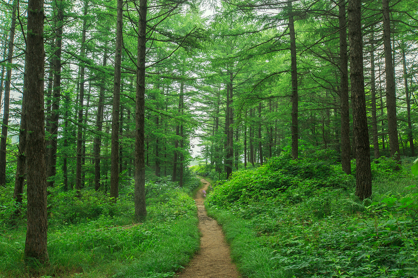 숲길